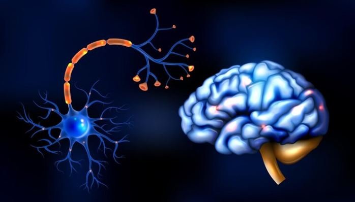 Which Two Neurotransmitters Have Roles in Appetite Suppression